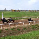 four horses walking on dirt track